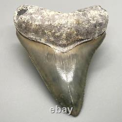 COLORFUL, Gorgeous, serrated 2.81 Fossil MEGALODON Shark Tooth Sarasota, FL