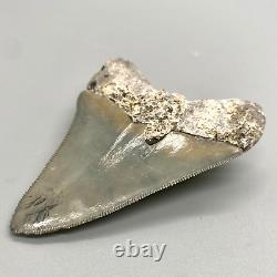 COLORFUL, Gorgeous, serrated 2.81 Fossil MEGALODON Shark Tooth Sarasota, FL