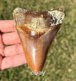 COLORFUL Indonesian Megalodon Tooth HUGE 4 Natural Fossil Shark Tooth Indonesia