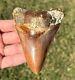 Colorful Indonesian Megalodon Tooth Huge 4 Natural Fossil Shark Tooth Indonesia