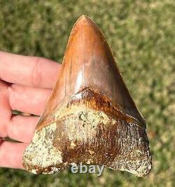 COLORFUL Indonesian Megalodon Tooth HUGE 4 Natural Fossil Shark Tooth Indonesia
