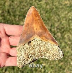 COLORFUL Indonesian Megalodon Tooth HUGE 4 Natural Fossil Shark Tooth Indonesia
