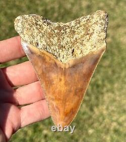 COLORFUL Indonesian Megalodon Tooth HUGE 4 Natural Fossil Shark Tooth Indonesia