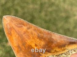 COLORFUL Indonesian Megalodon Tooth HUGE 4 Natural Fossil Shark Tooth Indonesia