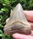 Calvert Cliffs Chubutensis Shark Tooth Fossil Not Megalodon