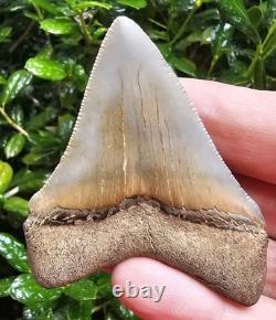 Calvert Cliffs Chubutensis Shark Tooth Fossil Not Megalodon