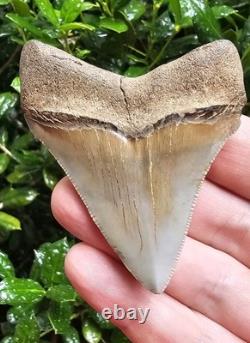 Calvert Cliffs Chubutensis Shark Tooth Fossil Not Megalodon