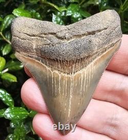 Calvert Cliffs Chubutensis Shark Tooth Fossil Not Megalodon