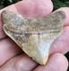 Calvert Cliffs Posterior Megalodon Shark Tooth Fossil