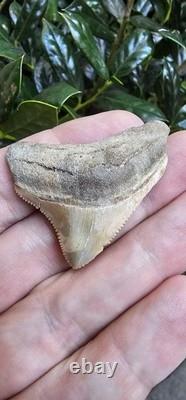 Calvert Cliffs Posterior Megalodon Shark Tooth Fossil