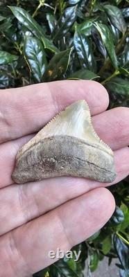 Calvert Cliffs Posterior Megalodon Shark Tooth Fossil