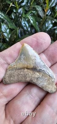 Calvert Cliffs Posterior Megalodon Shark Tooth Fossil