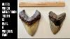 Can You Detect The Fake Megalodon Tooth
