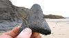 Can You Find Megalodon Teeth In England
