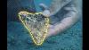 Can You Find The Megalodon Tooth Real Fossil Shark Tooth North Carolina