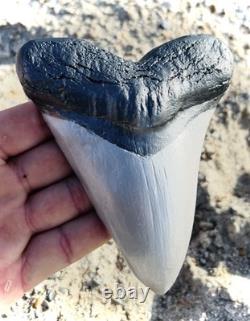 Carbon Fiber Megalodon Tooth! Limited Edition Stand Included Over 5.5 inches