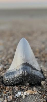 Carbon Fiber Megalodon Tooth! Limited Edition Stand Included Over 5.5 inches