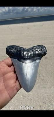 Carbon Fiber Megalodon Tooth! Limited Edition Stand Included Over 5.5 inches