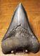 Carcharocles Megalodon 4 Fossil Tooth- Hawthorne Formation- Morgan River-sc