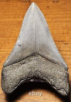Carcharocles Megalodon 4 Fossil Tooth- Hawthorne Formation- Morgan River-SC