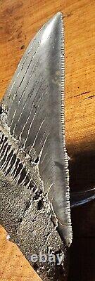 Carcharocles Megalodon 4 Fossil Tooth- Hawthorne Formation- Morgan River-SC