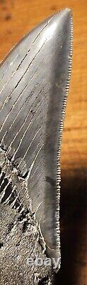 Carcharocles Megalodon 4 Fossil Tooth- Hawthorne Formation- Morgan River-SC