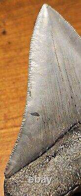 Carcharocles Megalodon 4 Fossil Tooth- Hawthorne Formation- Morgan River-SC