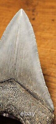 Carcharocles Megalodon 4 Fossil Tooth- Hawthorne Formation- Morgan River-SC