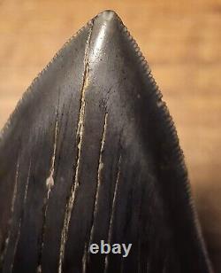 Carcharocles Megalodon 4 Fossil Tooth- Hawthorne Formation- Morgan River-SC