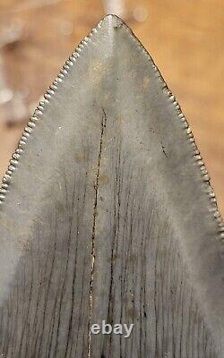 Carcharocles Megalodon 4 Fossil Tooth- Hawthorne Formation- Morgan River-SC