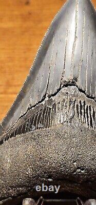 Carcharocles Megalodon 4 Fossil Tooth- Hawthorne Formation- Morgan River-SC