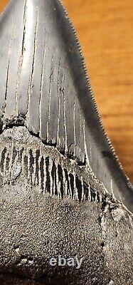 Carcharocles Megalodon 4 Fossil Tooth- Hawthorne Formation- Morgan River-SC