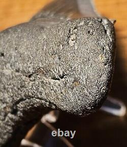 Carcharocles Megalodon 4 Fossil Tooth- Hawthorne Formation- Morgan River-SC