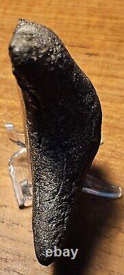 Carcharocles Megalodon 4 Fossil Tooth- Hawthorne Formation- Morgan River-SC