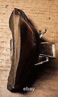 Carcharocles Megalodon 4 Fossil Tooth- Hawthorne Formation- Morgan River-SC