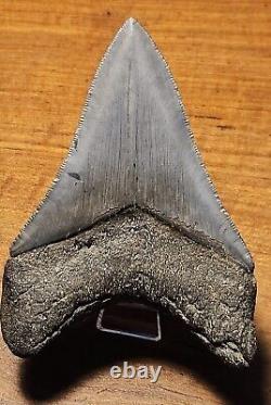 Carcharocles Megalodon 4 Fossil Tooth- Hawthorne Formation- Morgan River-SC