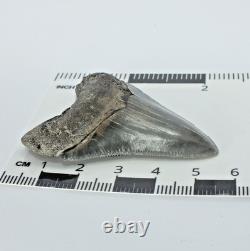 Carcharocles Megalodon Shark Tooth St Mary's River Georgia USA (EA10669) framed