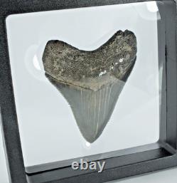Carcharocles Megalodon Shark Tooth St Mary's River Georgia USA (EA10669) framed