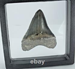 Carcharocles Megalodon Shark Tooth St Mary's River Georgia USA (EA10669) framed