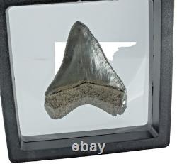 Carcharocles Megalodon Shark Tooth St Mary's River Georgia USA (EA10669) framed