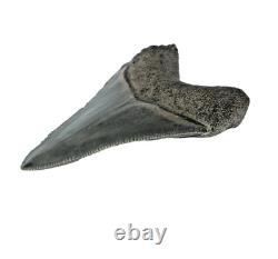 Carcharocles Megalodon Shark Tooth St Mary's River Georgia USA (EA10669) framed