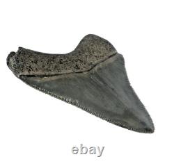 Carcharocles Megalodon Shark Tooth St Mary's River Georgia USA (EA10669) framed