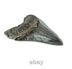 Carcharocles Megalodon Shark Tooth St Mary's River Georgia USA (EA10669) framed