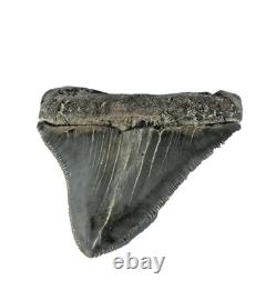 Carcharocles Megalodon Shark Tooth St Mary's River Georgia USA (EA10669) framed