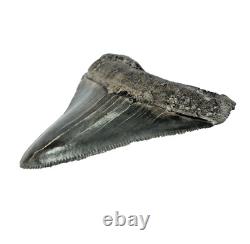 Carcharocles Megalodon Shark Tooth St Mary's River Georgia USA (EA10669) framed