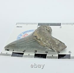 Carcharocles Megalodon Shark Tooth St Mary's River Georgia USA (EA10669) framed