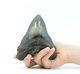 Carcharocles Angustidens Shark Tooth Fossil Megalodon 5.12 (13cm)