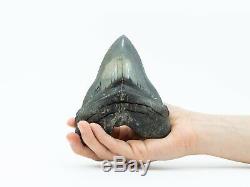 Carcharocles angustidens Shark tooth fossil MEGALODON 5.12 (13CM)