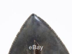 Carcharocles angustidens Shark tooth fossil MEGALODON 5.12 (13CM)