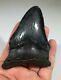 Carcharodon Megalodon Tooth Large Genuine Fossil Shark Tooth Miocene Usa